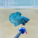 Turquoise Junior (Male)