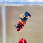 Candy Koi (Male)