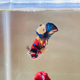Candy Koi (Male)