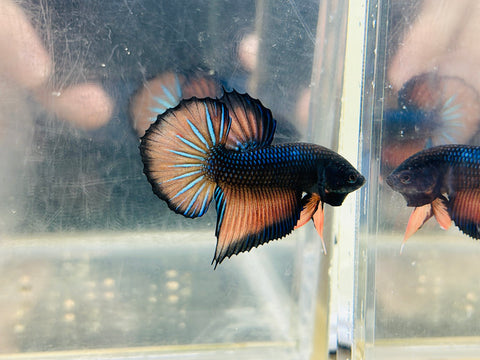 Orange Splenden (Male)