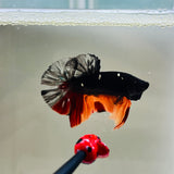 Black Candy Copper Avatar (Male)