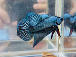 Steel Blue Mahachai Giant (Male)
