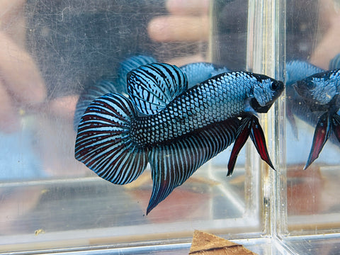 Steel Blue Mahachai Giant (Male)