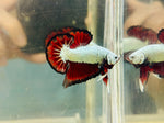 Black-Red Dragon Butterfly (Male)