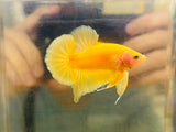Super Yellow (Male)