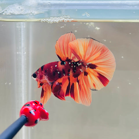 BIG-Tail Galaxy Copper Candy (Male)