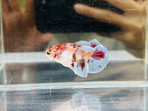 Dumbo Candy (Female)