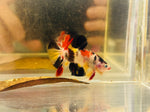Tri-Colour Candy Koi Marble (Male)
