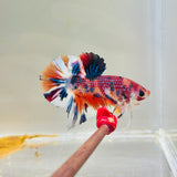 Pearlscale Multicolour (Male)