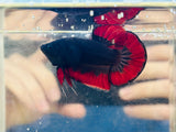 Vampire (Male)