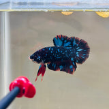Blue BlackStar Avatar (Male)