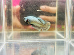 Copper (Female)