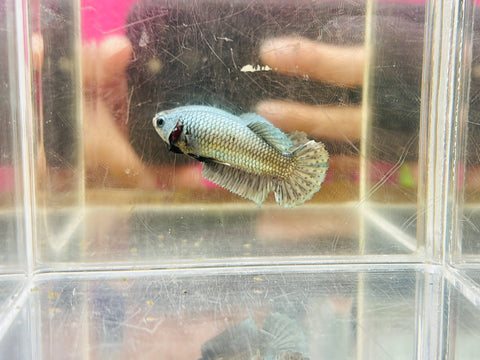 Copper (Female)