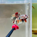 Copper Candy Fancy Junior (Male)
