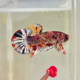 Smoky Candy Koi Giant Junior (Male)