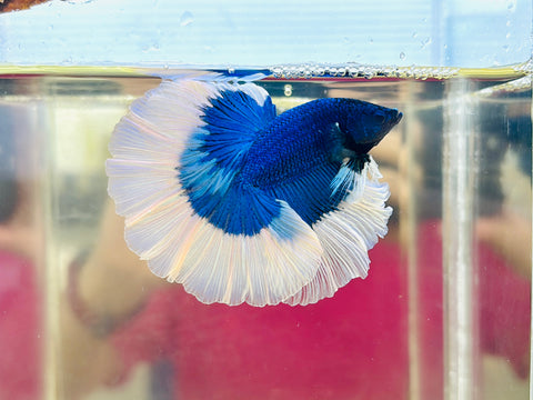 Blue Butterfly Halfmoon (Male)