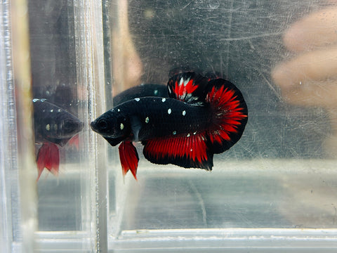 Vampire Copper BlackStar (Male)