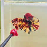 Candy Koi Marble (Male)