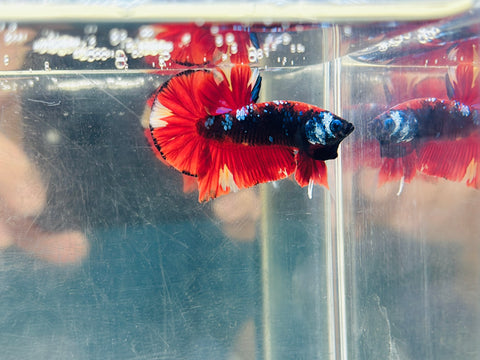 Black Candy Vampire Junior (Male)