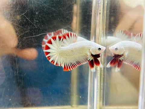 Snow Dragon Junior (Male)