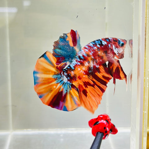 Galaxy Candy GIANT (Male)