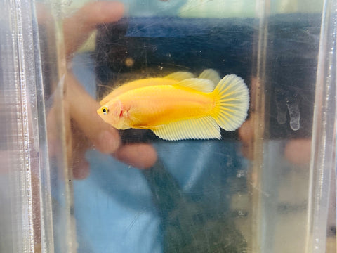 Yellow (Female)