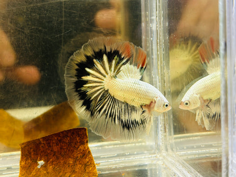 Copper Fancy Butterfly Halfmoon (Male)