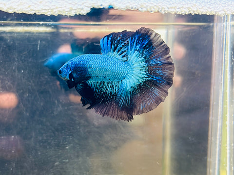 Turquoise-Black Butterfly Halfmoon (Male)
