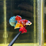 Headgear Galaxy Candy (Male)