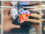 Multicolour Halfmoon Junior (Male)