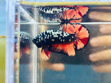 Copper Candy Avatar (Male)