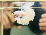 Pastel Rosetail / Feathertail (Male)