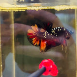 Black Candy X Copper Avatar (Male)