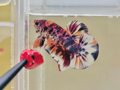 Purple Candy GIANT Junior (Male)