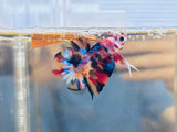 Pearlscale Candy Koi Multicolour Junior (Male)