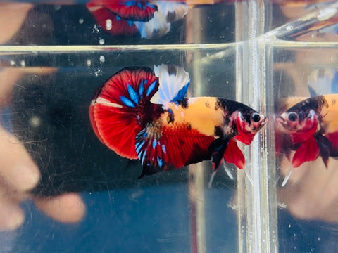 Tancho Candy Koi (Male)