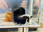 Black Samurai Halfmoon (Male)