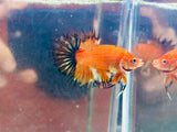 Tangerine Copper Crowntail Plakat CTPK (Male)
