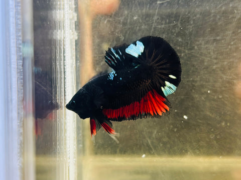 BlackBase Vampire X Steel BlackLight (Male)
