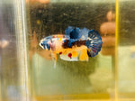 Blue Candy Koi (Female)