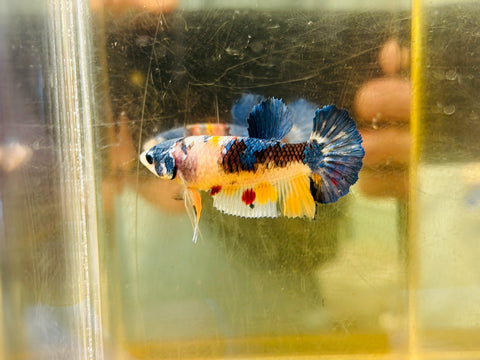 Blue Candy Koi (Female)