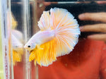 Gold Halfmoon (Male)