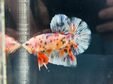 Polka-Dot Marble-Candy Giant Junior (Male)