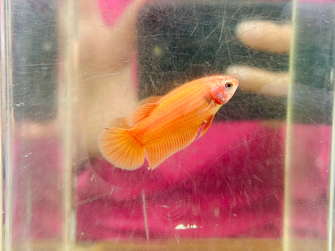 Orange (Female)