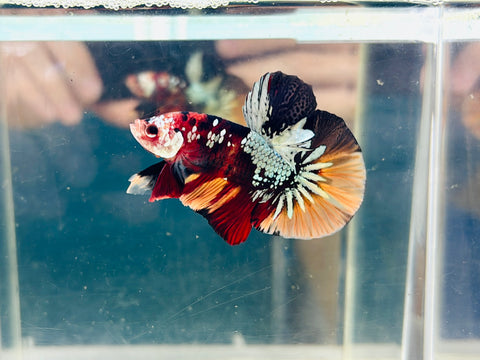 Copper Candy Koi (Male)