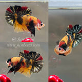 Rare! Double-Tancho PearlScale Copper Candy (Male)