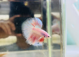 Soft-Pink Halfmoon Junior (Male)