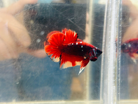 Vampire CopperStar Junior (Male)