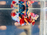 Quality Multicolour (Male)