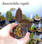 Anoectochilus regalis